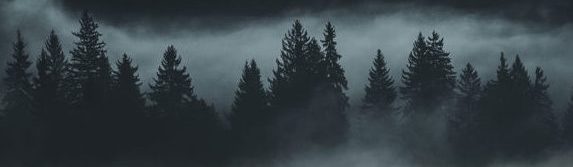 spruce trees shrouded in mist